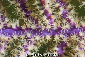 Gorgonian polyps with Nikon 105 mm and SubSea 5X. by Patrick Reardon 